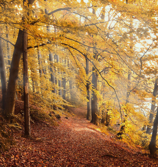 Wald mit Blättern